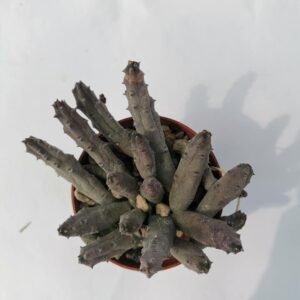 Huernia Pendula