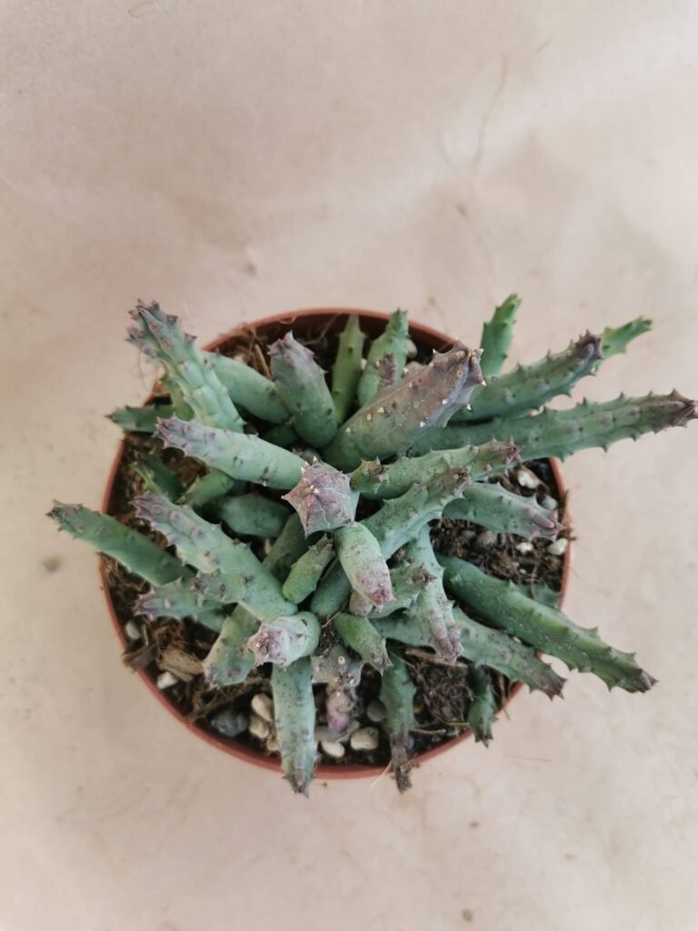 Huernia Pendurata