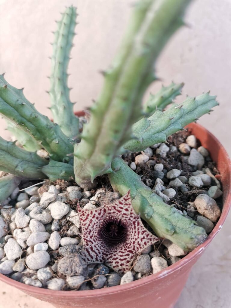 Huernia Volkartii Repens