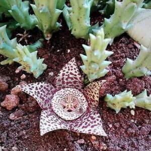 Orbea Variegata