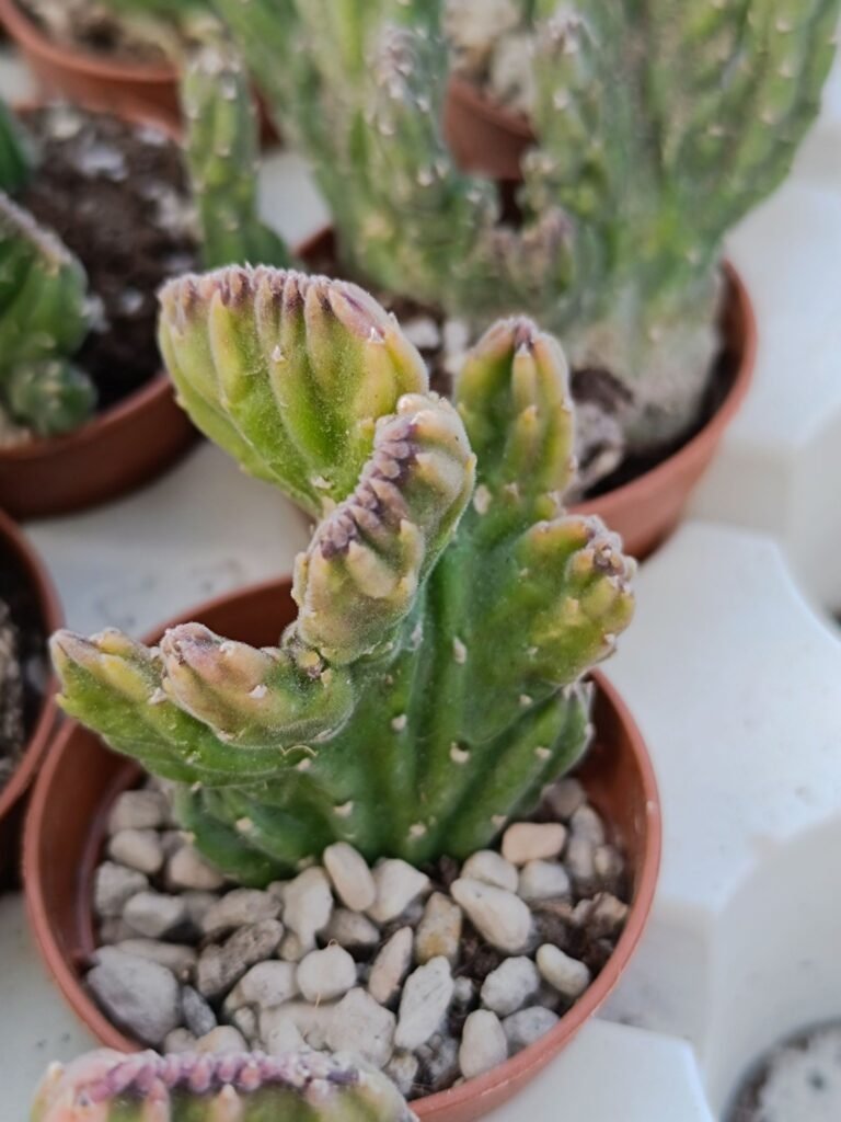Stapelia Leendertziae Crestata
