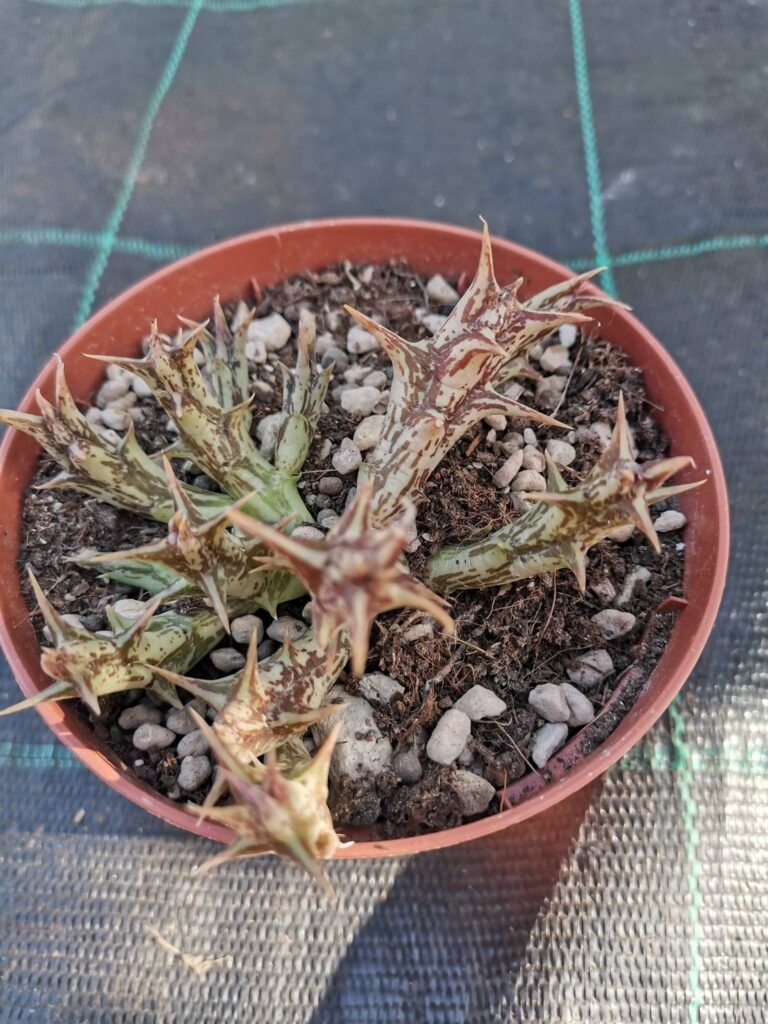 Orbea Decaisneana