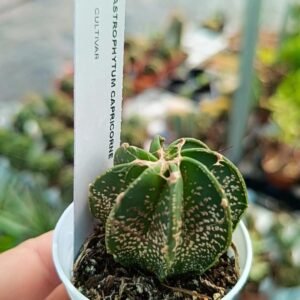Astrophytum Capricorne
