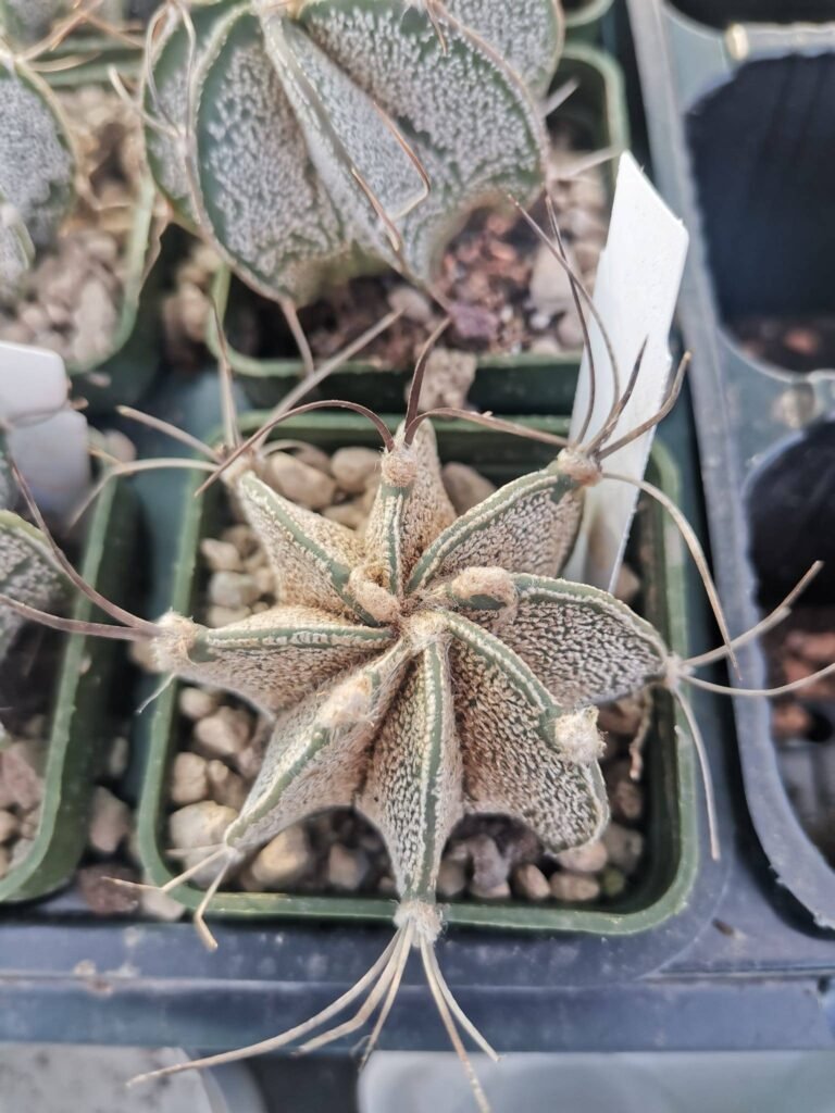 Astrophytum Capricorne Multicostatum