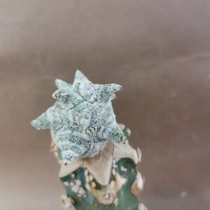 Astrophytum Kikko Snow Coahuilense Innestata