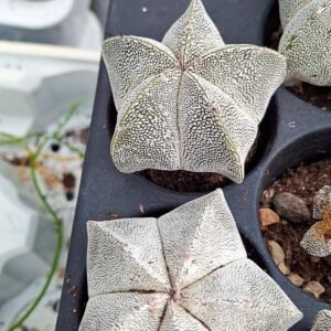 Astrophytum Onzuka Pentacostatum