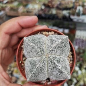Astrophytum Onzuka Quadricostatum