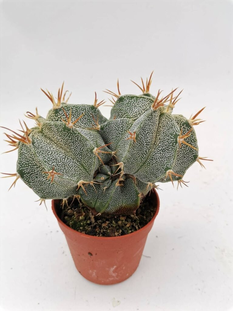 Astrophytum Ornatum f. Mostruosa