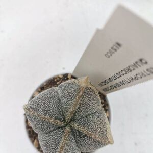 Astrophytum Myriostigma Quadricostatum