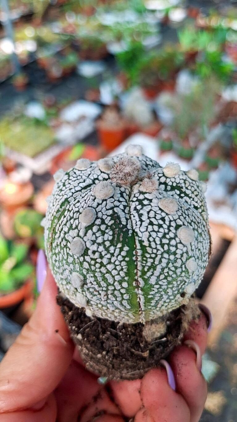 Astrophytum superkabuto Hybrid x ooibo ball