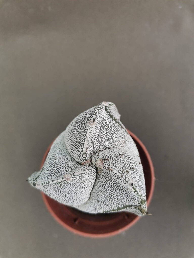 Astrophytum Tricostatum