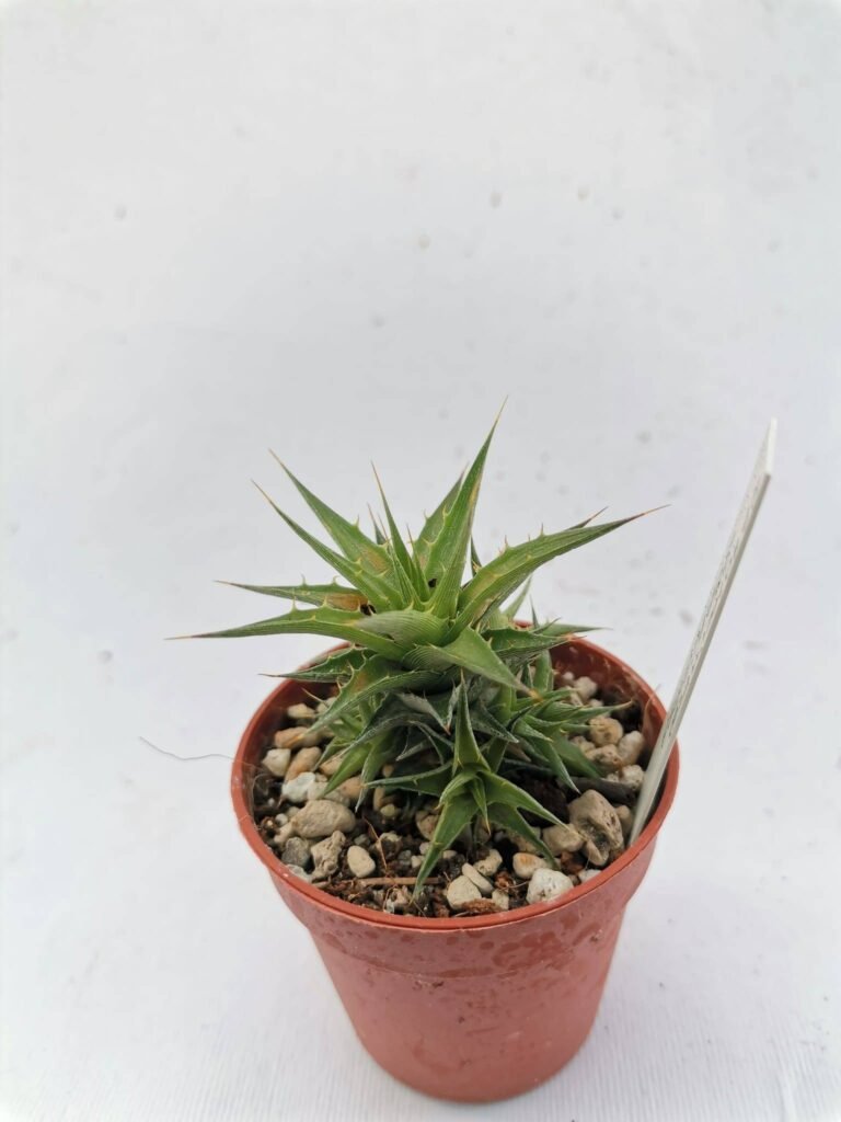 Abromeitiella Scapigera