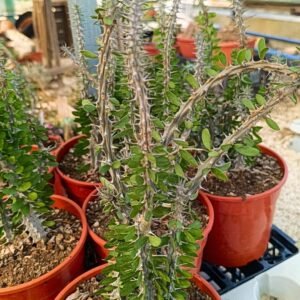 Alluaudia Procera