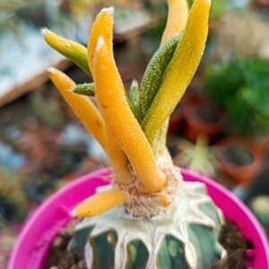 Astrophytum caput medusae Variegata innestata thai
