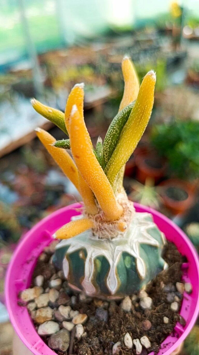 Astrophytum caput medusae Variegata innestata thai