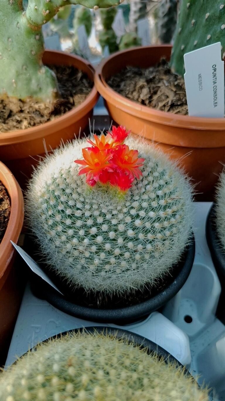 Parodia Haselbergii