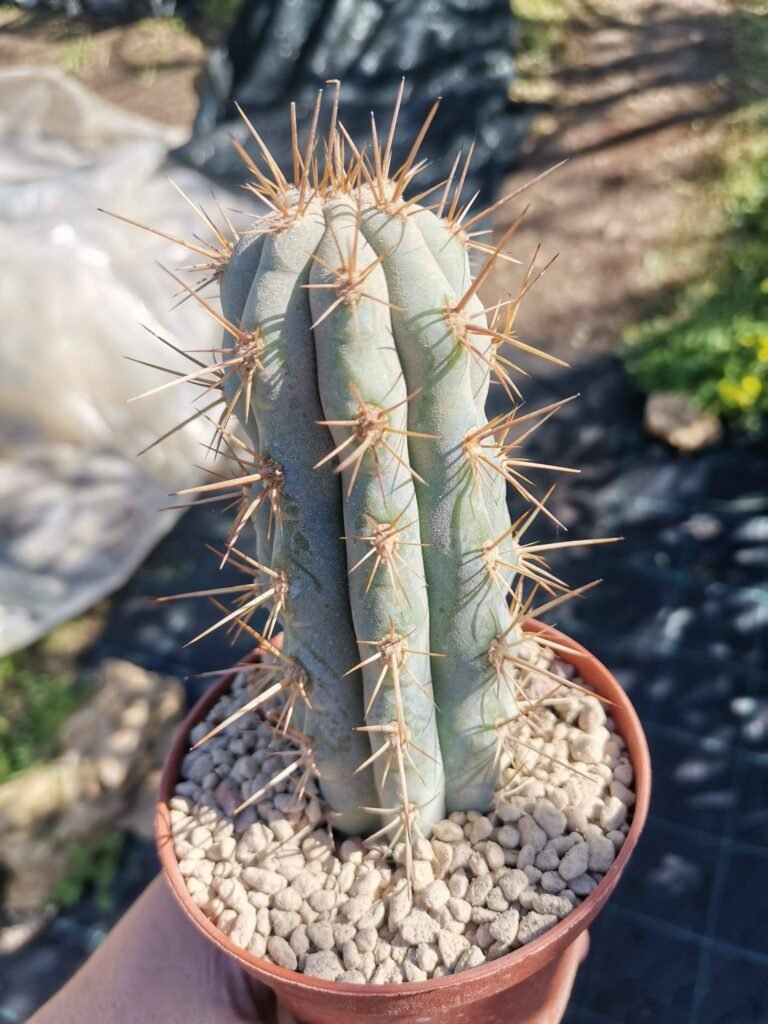 Browningia Hertlingiana