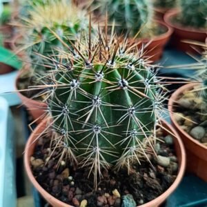 Carnegiea Gigantea o pianta del Saguaro