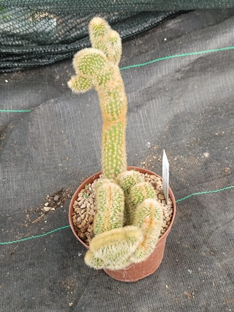 Cleistocactus Morawetzianus Crestata