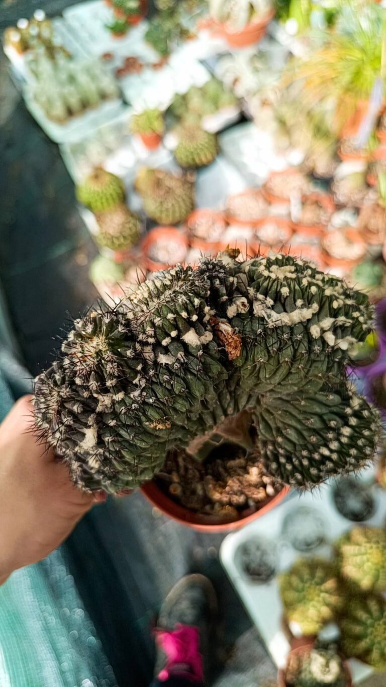 Copiapoa sp Crestata
