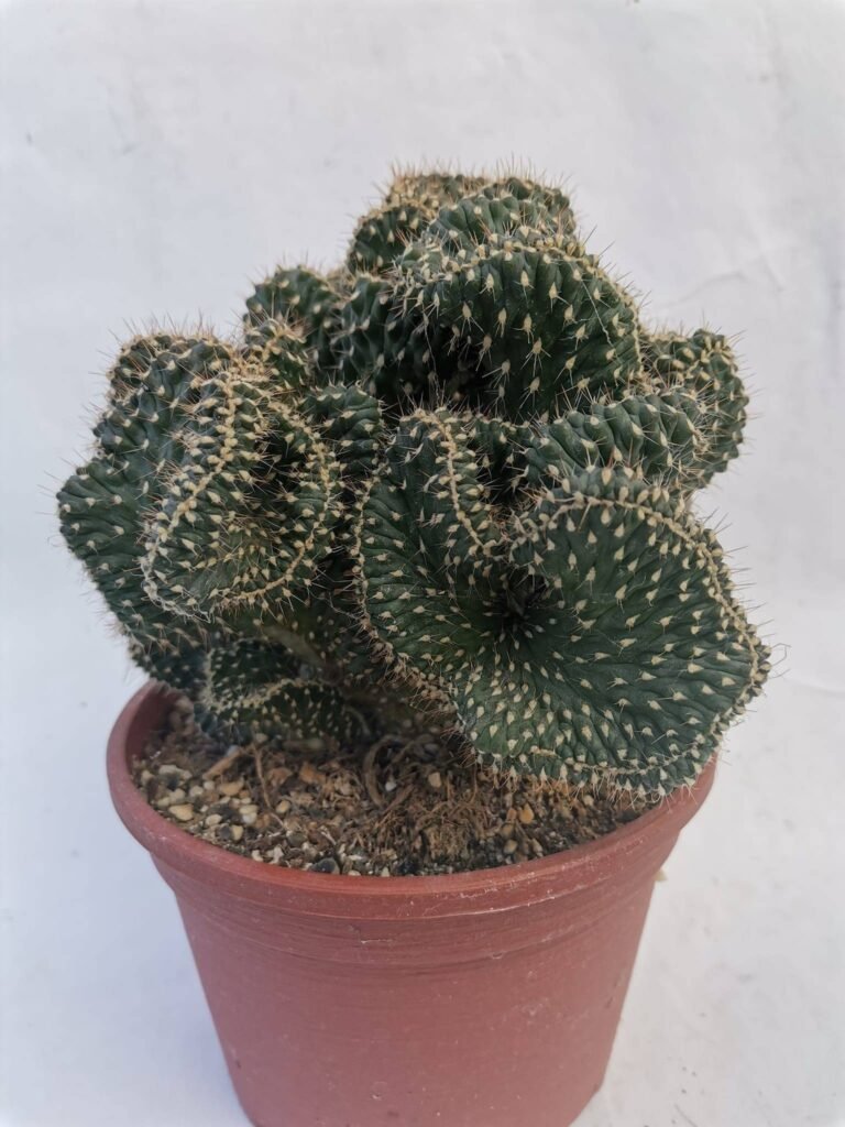 Cylindropuntia Fulgida Crestata