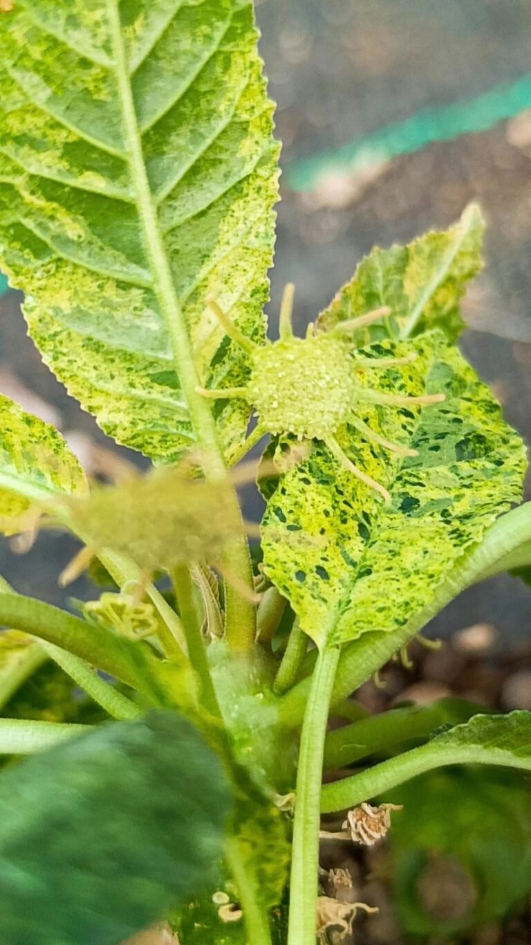 Dorstenia Variegata