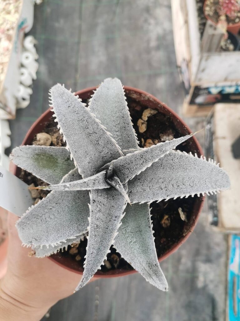 Dyckia Marnier-Lapostollei
