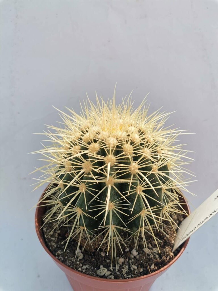 Echinocactus Grusonii