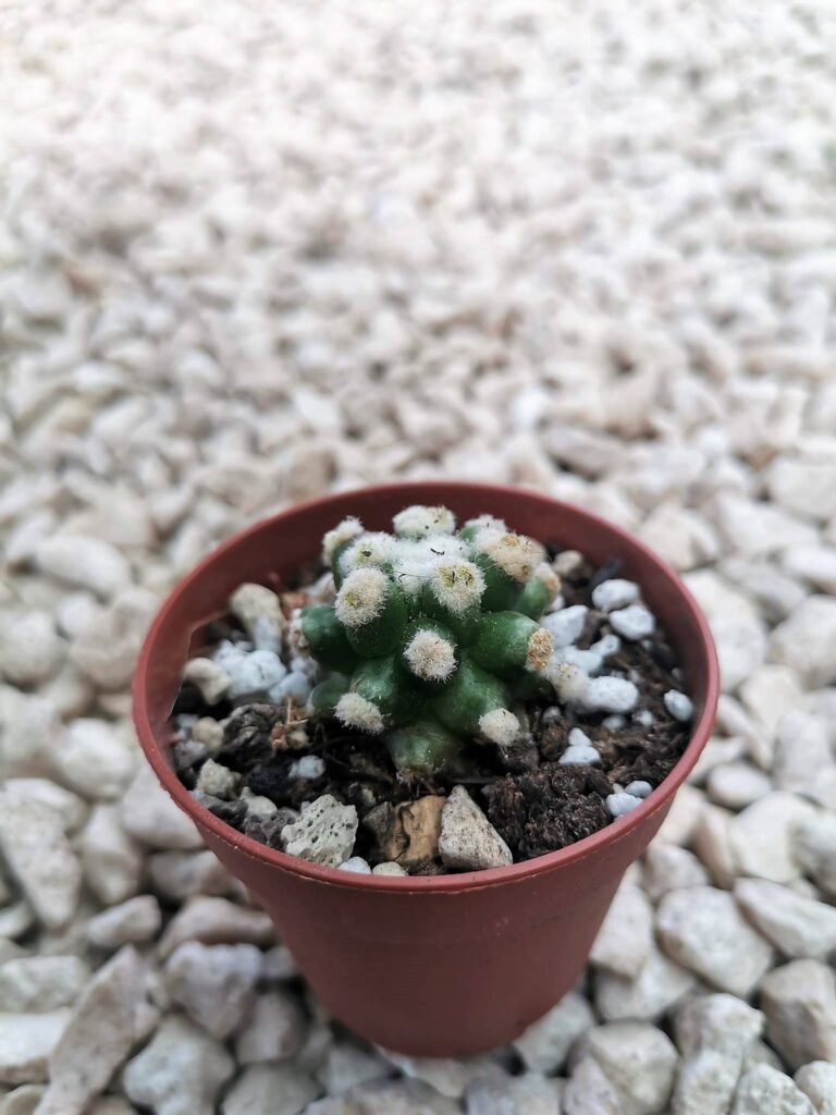 Echinocactus Grusonii f. Mostruosa