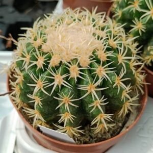 Echinocactus Grusonii Brevispina
