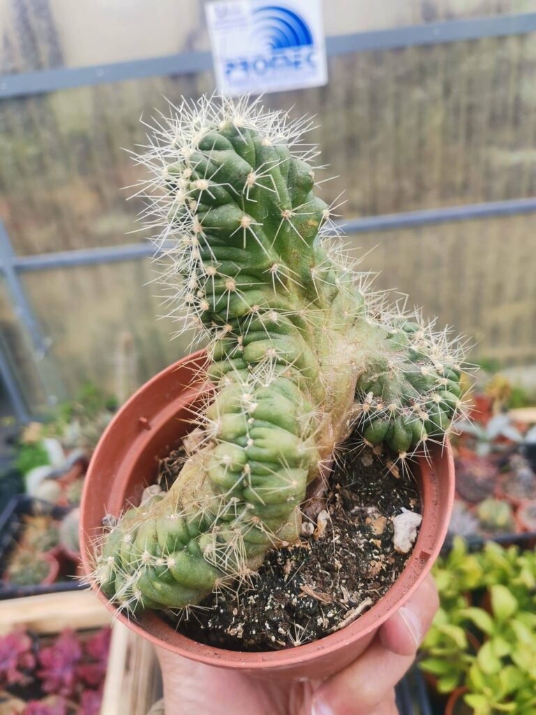 Echinocereus Cinerascens Crestata