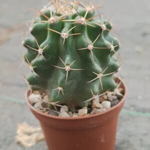 Echinocereus hempelii