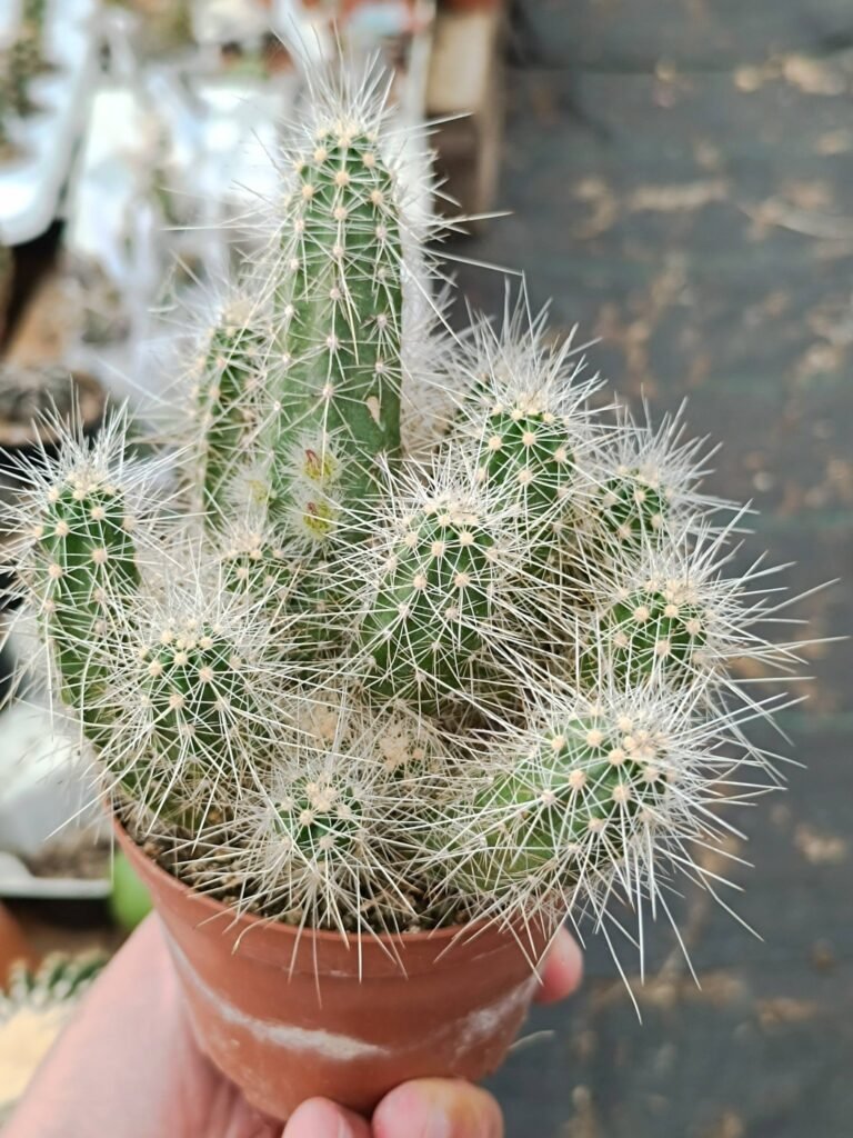 Siracactus-Cactus-Echinocereus-stramineus.jpg