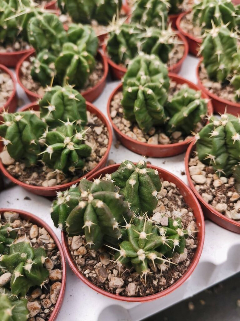 Echinocereus Triglochidiatus