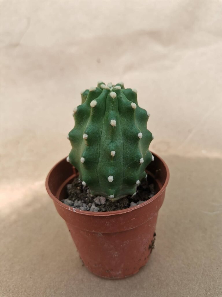 Echinocereus Triglochidiatus Inermis