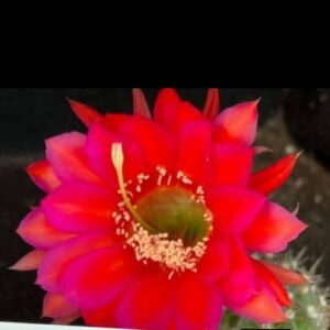 Echinopsis Hybrid 409