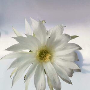 Echinopsis Subdenudata
