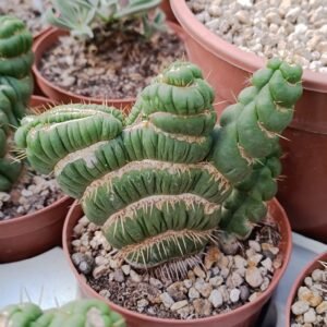 Eulychnia Castanea f. Varispiralis Crestata
