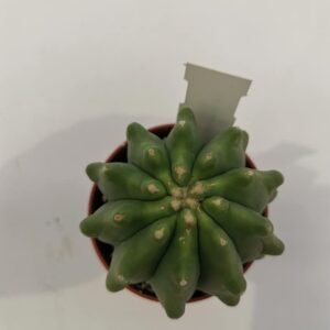 Ferocactus Glaucescens Inermis