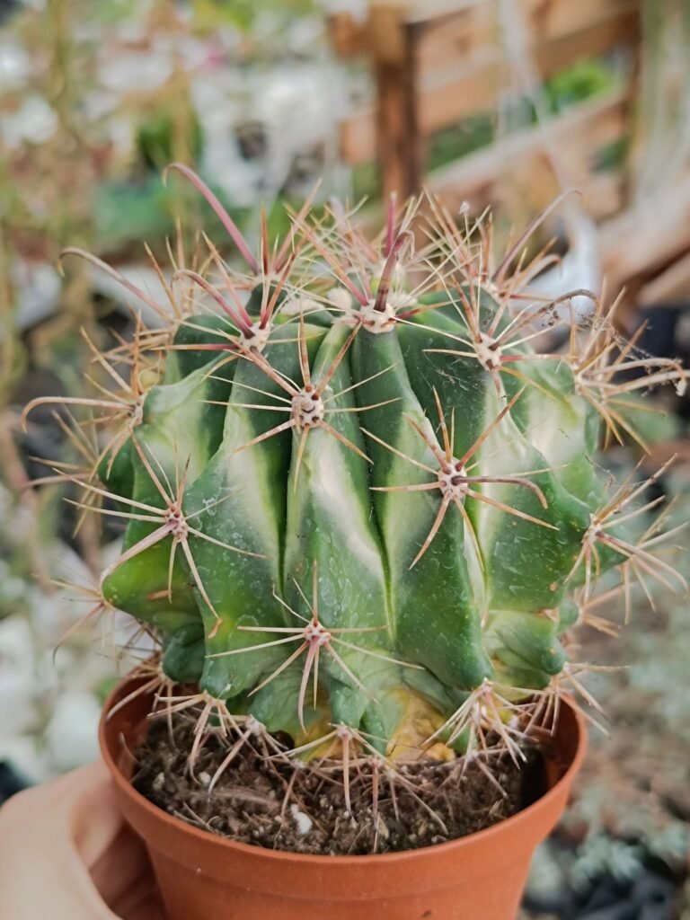 Ferocactus sp Variegata