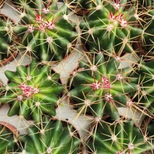Ferocactus Stainesii