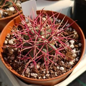 Ferocactus Acanthodes