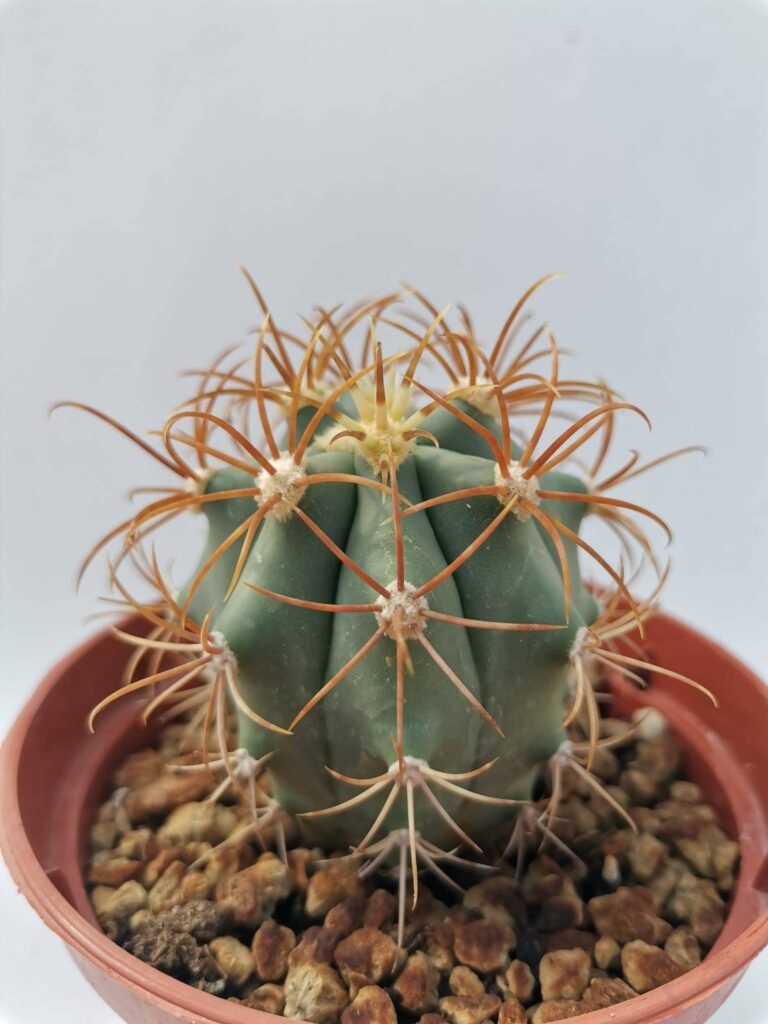 Ferocactus Diguetii isla catalina