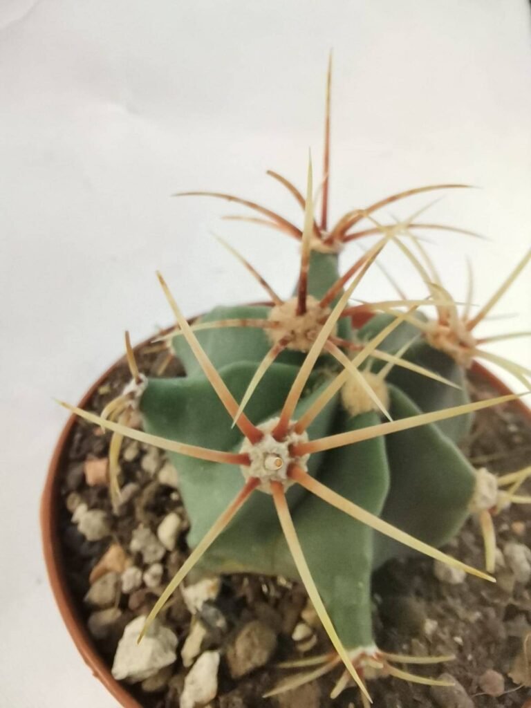 Ferocactus Electracanthus
