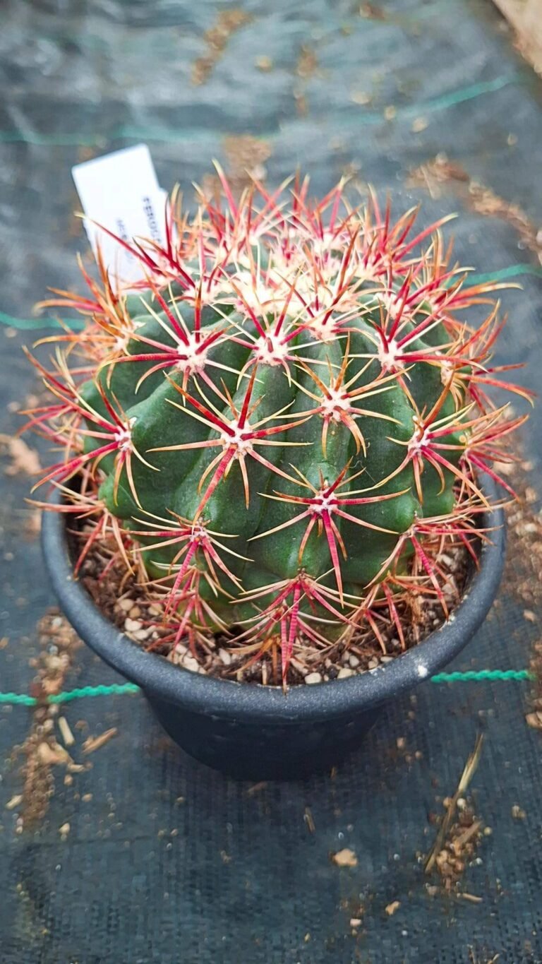 Siracactus-Cactus-Ferocactus-fordii.jpg