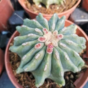 Ferocactus Glaucescens Inermis