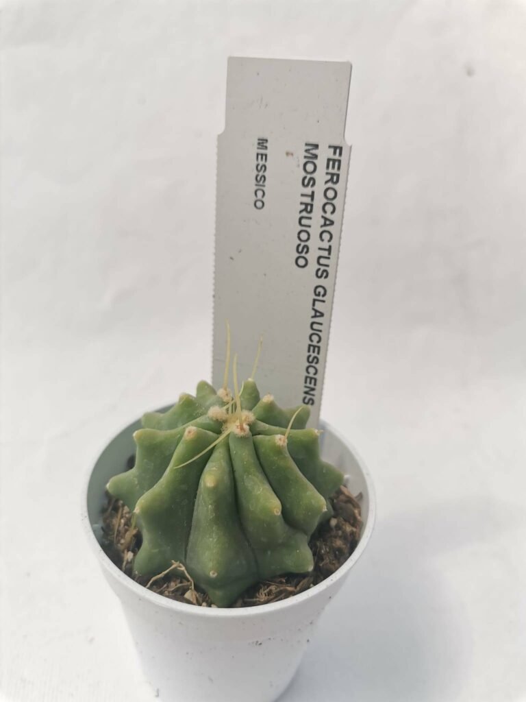 Ferocactus Glaucescens Inermis f. Mostruosa