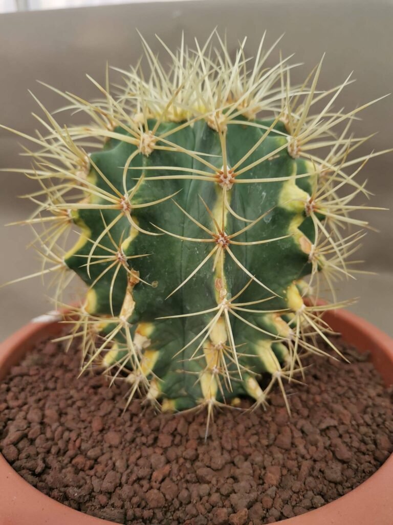 Ferocactus Glaucescens Variegata