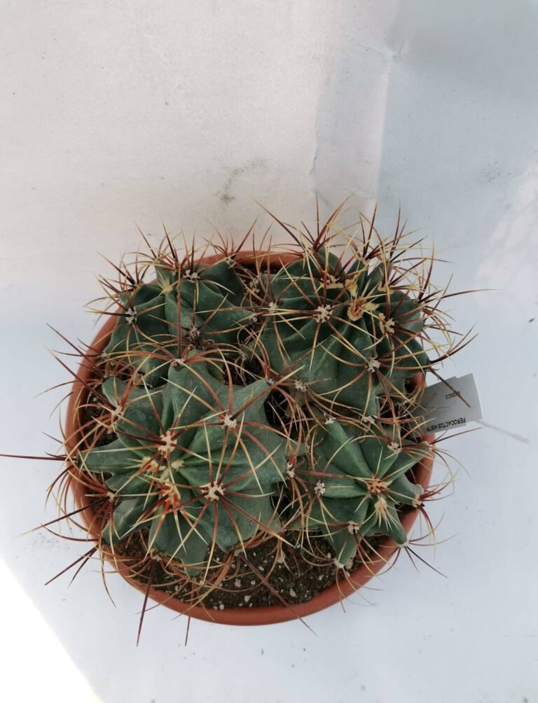 Ferocactus Histrix multi head