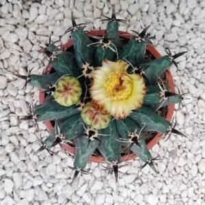 Ferocactus Horridus Brevispinus